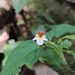 Torenia biniflora - Photo (c) 九天, todos los derechos reservados, subido por 九天