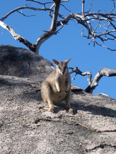 Proserpine Rock Wallaby (Petrogale persephone) — Endangered Mammalia