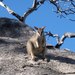 Proserpine Rock Wallaby - Photo (c) Hannah Cotten, all rights reserved, uploaded by Hannah Cotten