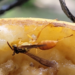 Agelaia centralis image