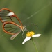 Mariposa Cristal Naranja - Photo (c) albertososa, todos los derechos reservados