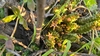 Pectinaria maughanii - Photo (c) Jp le Roux, all rights reserved, uploaded by Jp le Roux