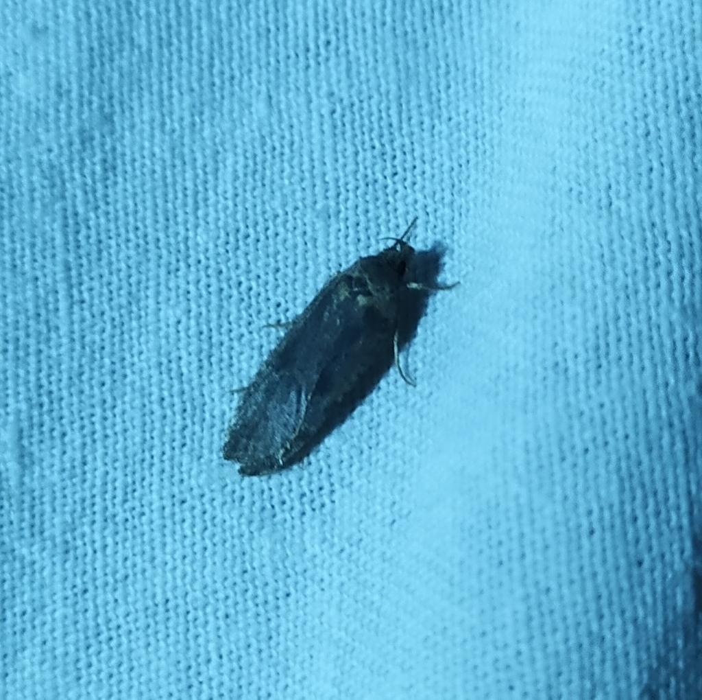 Butterflies and Moths from Spasskiy rayon, RURZ, RU on September 15