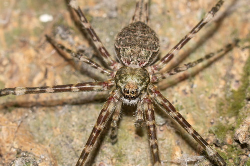 Mexican Two-tailed Spider