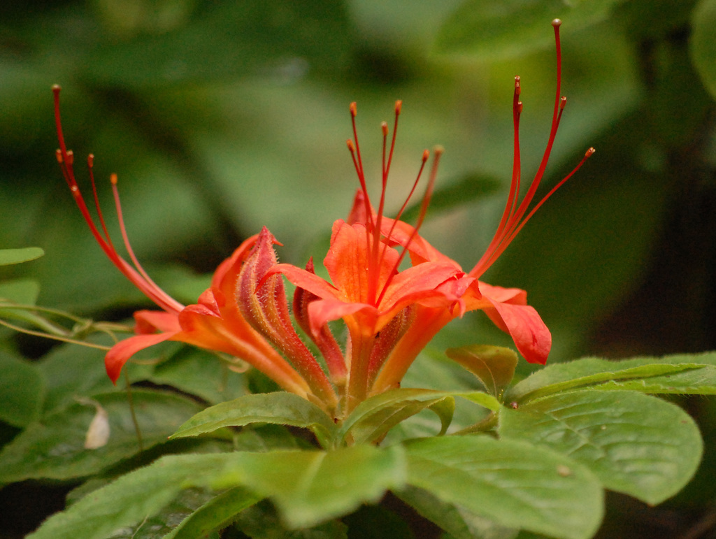 Rhododendron calendulaceum — an easy houseplant, prefers partial sun light