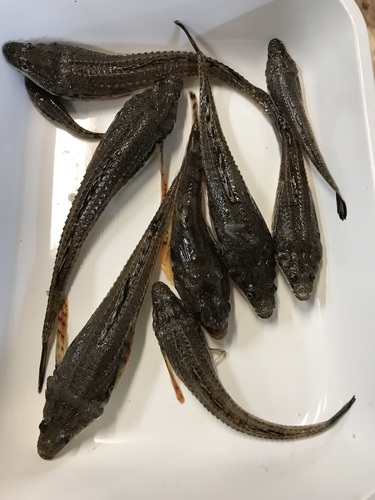 Arctic Alligatorfish