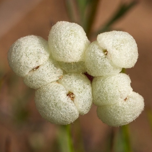 Trachymene ornata (Endl.) Druce