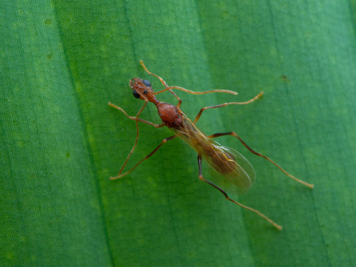 Aphaenogaster phalangiumAphaenogaster phalangium