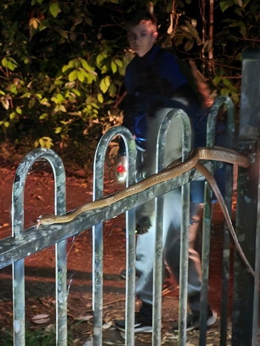 Brown Tree Snake sighting