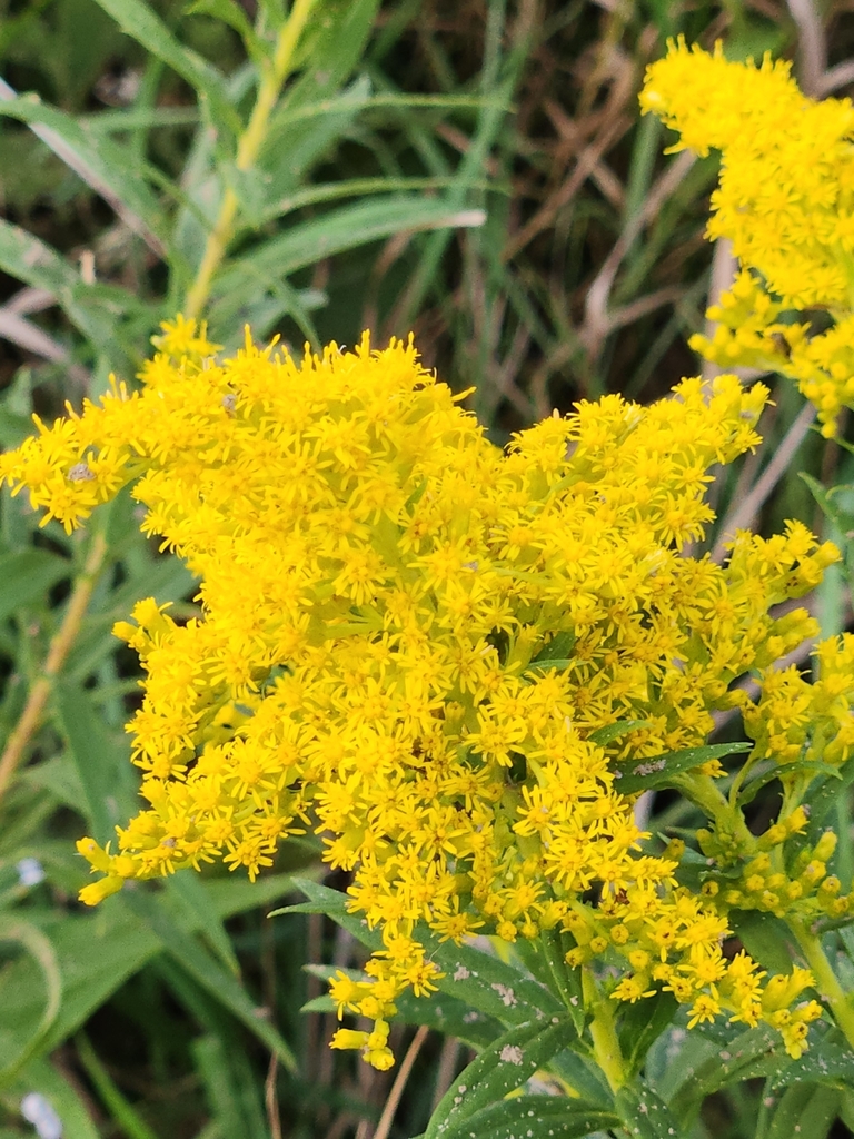 Composant General Electric 49347 - Neuf En Boîte (NIB) - Pièce D'origine GE