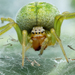 Green Meshweaver - Photo (c) Frederik Leck Fischer, all rights reserved, uploaded by Frederik Leck Fischer