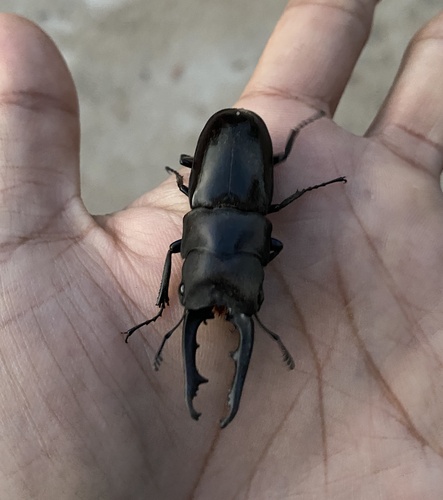 Prosopocoilus buddha