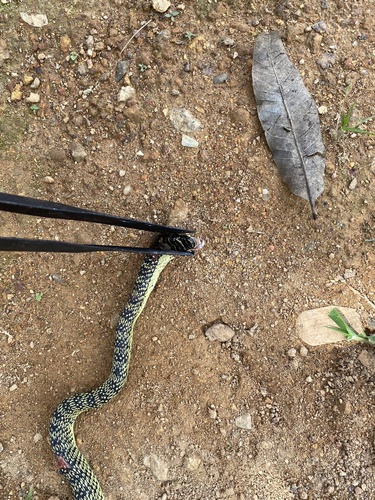 Golden Tree Snake
