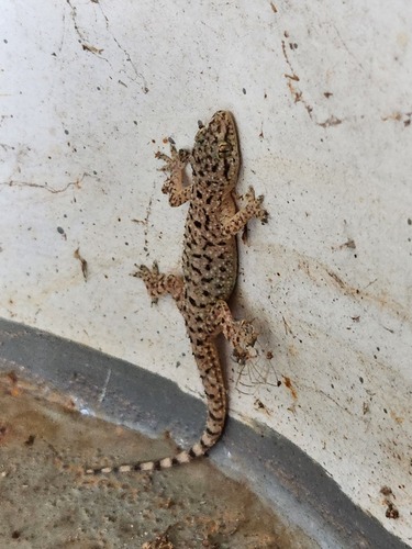 Spotted House Gecko