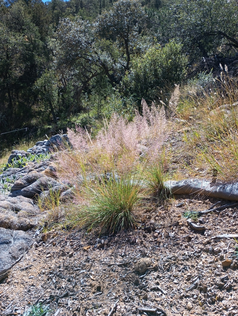 Muhlenbergia emersleyi (Bullgrass)