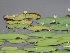 Nymphoides indica image