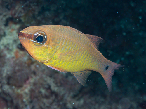 Apogon flavus
