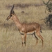 Indian Gazelle - Photo (c) Tejas Mehendale, all rights reserved, uploaded by Tejas Mehendale
