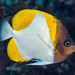 Pyramid Butterflyfish - Photo (c) François Libert, all rights reserved, uploaded by François Libert