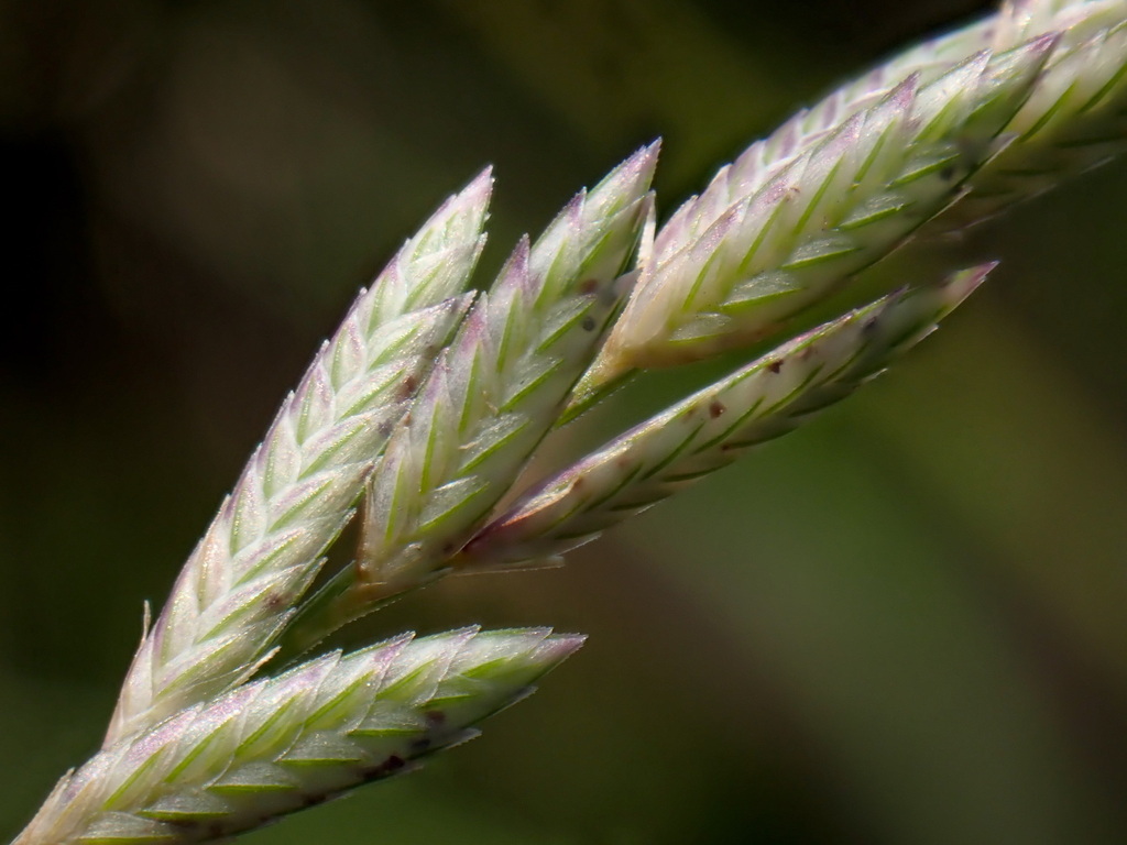 Eragrostis brownii (Eragrostis brownii)