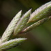 Eragrostis brownii - Photo (c) naturalistchu, כל הזכויות שמורות, הועלה על ידי naturalistchu