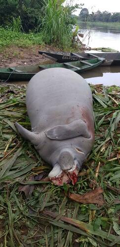 African Manatee
