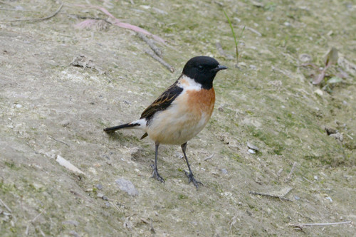 Amur Stonechat