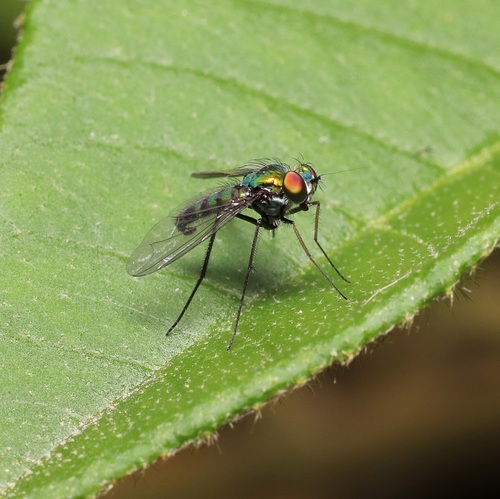 Condylostylus longicornis