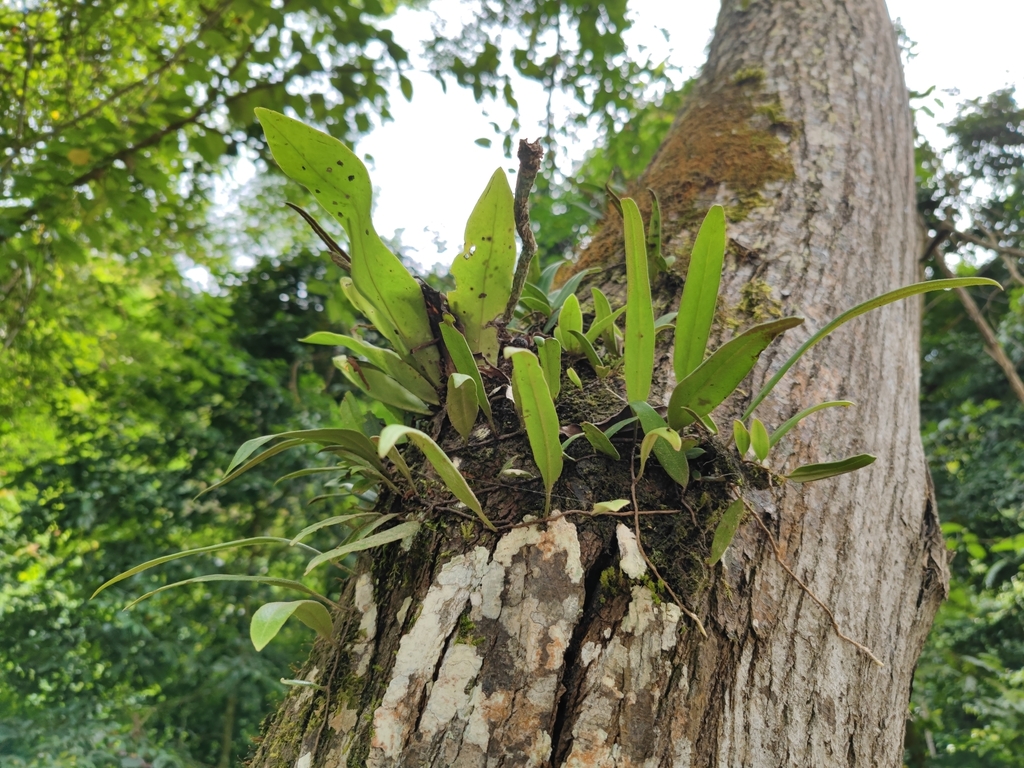 Pyrrosia calvata (Pyrrosia calvata)