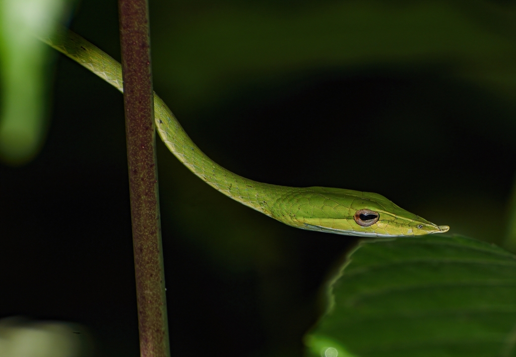 Indian Vine Snake from Keshavraj temple on June 13, 2022 at 10:05 AM by ...