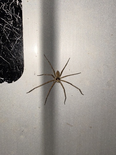 Pantropical Huntsman Spider