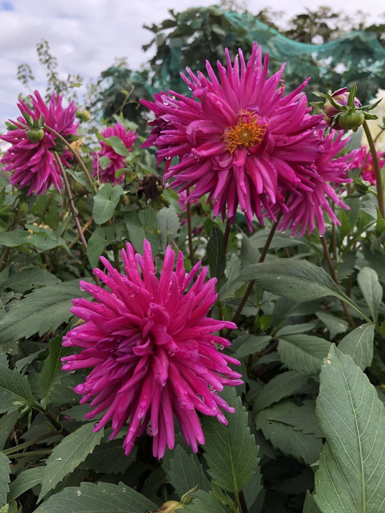 ダリア (雑種 Dahlia × hortensis) · iNaturalist