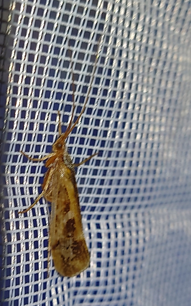 Limnephilus from Pfaffing, 83339 Chieming, Deutschland on September 15