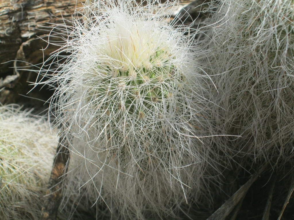 Photos of Echinocereus delaetii  iNaturalist