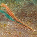 Observation photo