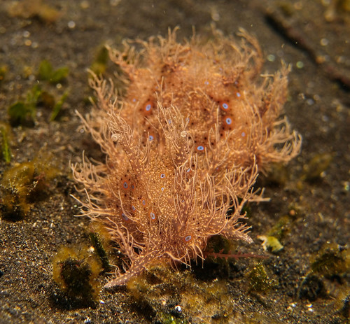 Ragged Seahare