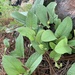 Aristolochia bracteosa - Photo (c) adrianvirgen, all rights reserved