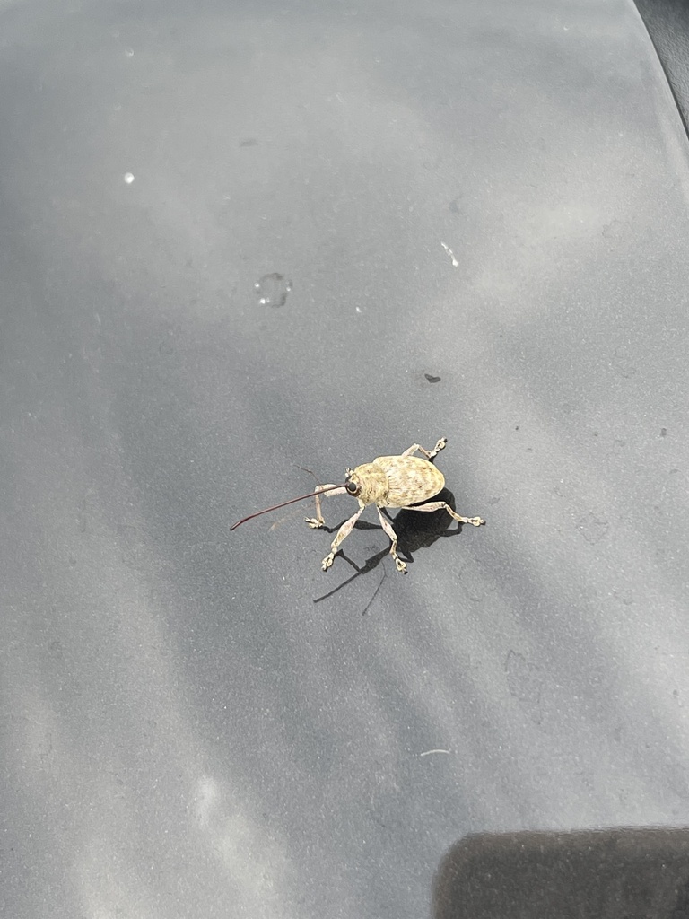 Nut and acorn weevils from presque isle park marquette mi us on