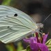 Mariposa Blanca Gigante Americana - Photo (c) Jon Church, todos los derechos reservados, subido por Jon Church