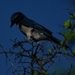 Xantus's Scrub Jay - Photo (c) Bill Levine, all rights reserved, uploaded by Bill Levine