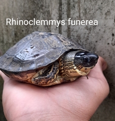 Rhinoclemmys funerea image