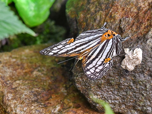 Common Mapwing