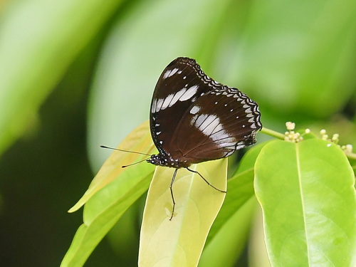 Great Eggfly