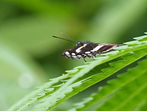 Pantoporia dama