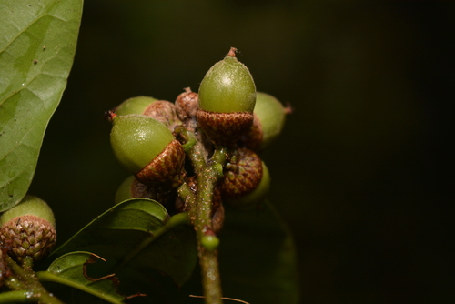 Quercus sapotifolia