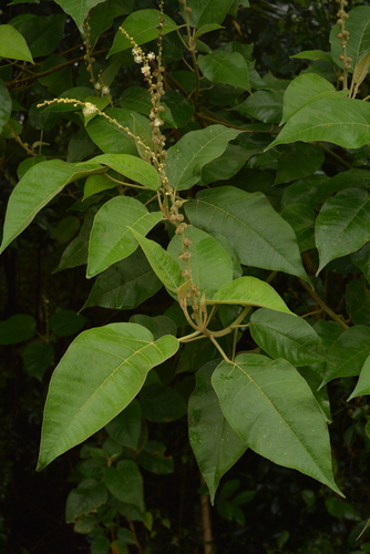 Croton xalapensis