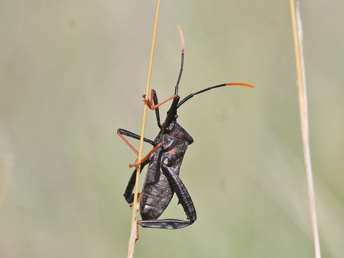 Giant Agave Bug