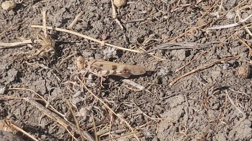 iNaturalist observation photo of Dissosteira