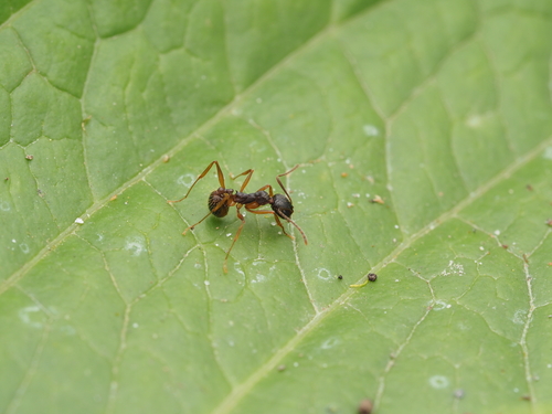 Aphaenogaster schurri