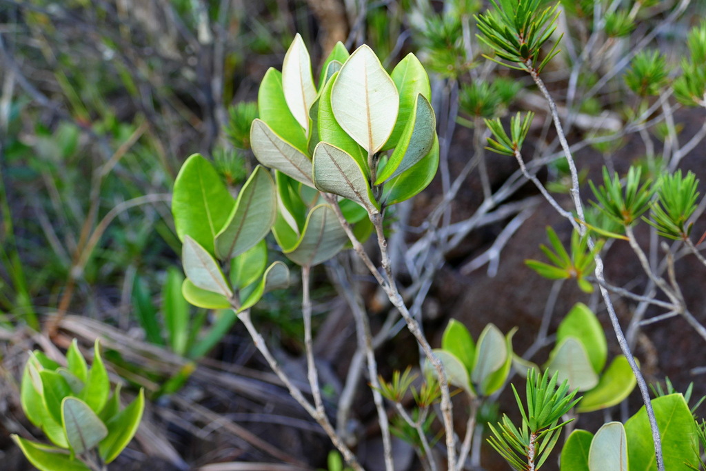 Rhodamnia andromedoides (Kanak Blueberry)